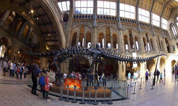 diplodocus skeleton natural history museum