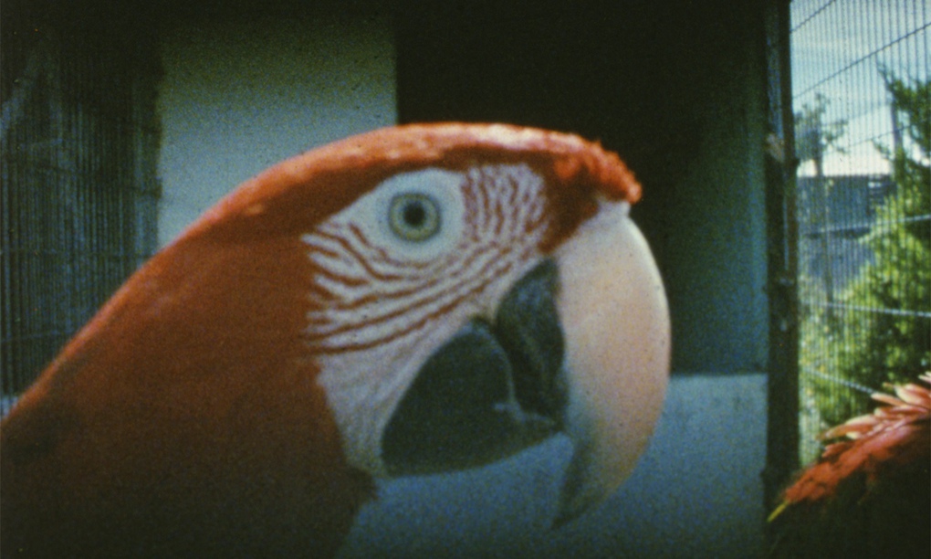 Mad, magical and mesmerising: Gusmão + Paiva's labyrinth of silent films