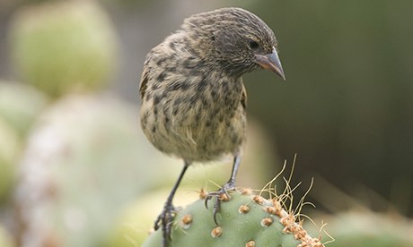 Galápagos finches that inspired Darwin under threat from parasitical ...