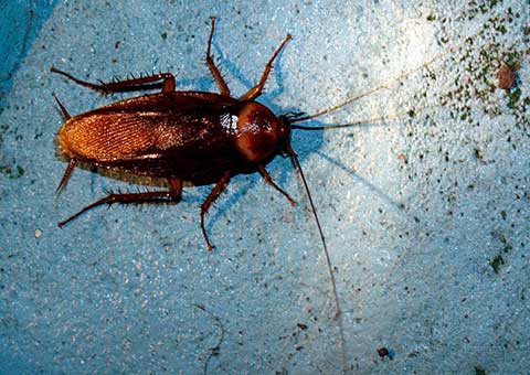 Pests that bug us have their own ecological importance | Environment ...