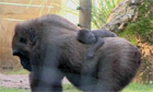 Mother gorilla carries cub on her back at safari park in Israel