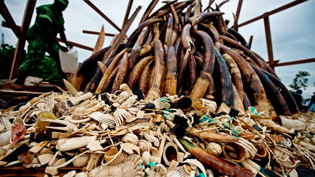 illegal-wildlife-trade-threatening-national-security-says-wwf