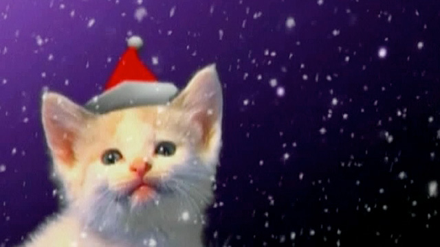 Jingle Cats Perform Meow Version Of Silent Night Video Life And 1699
