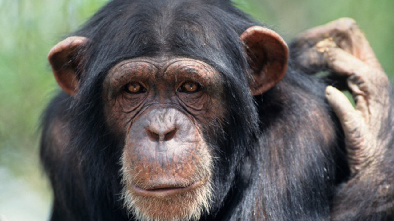 Will Chimps Soon Have Human Rights World News The Guardian 