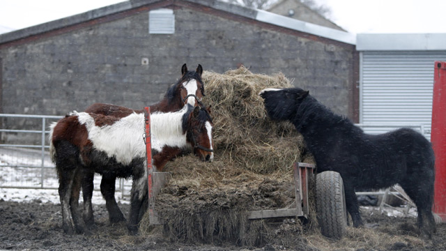 horsemeat scandal: david cameron says offenders will feel full