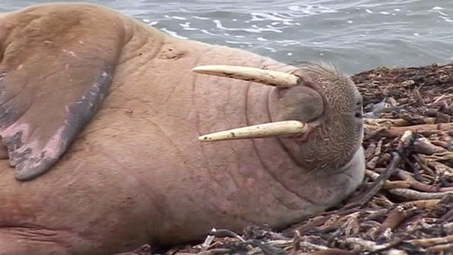 [Image: Walrus-on-a-beach-in-Nort-016.jpg]