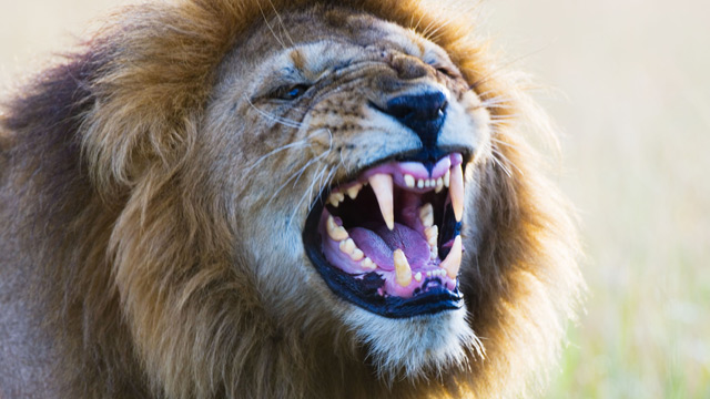 Male Lion Attack 38