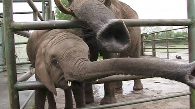 nelly peek a boo elephant