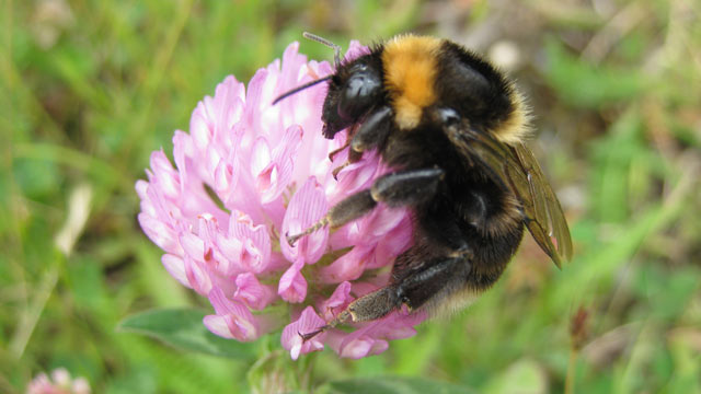 short-haired bumblebee makes a uk comeback after 25 years