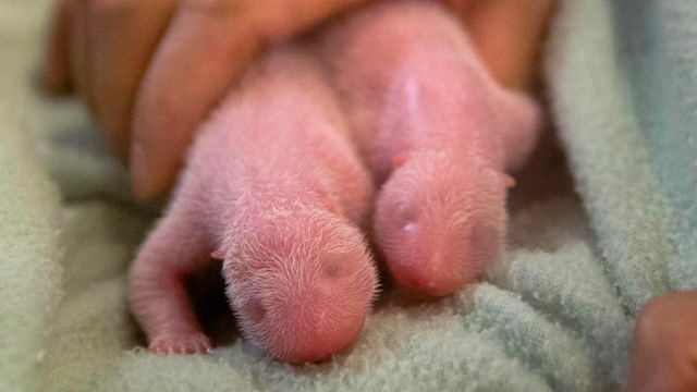 http://static.guim.co.uk/sys-images/Guardian/Pix/audio/video/2013/7/16/1373960475440/A-pair-of-giant-panda-twi-005.jpg