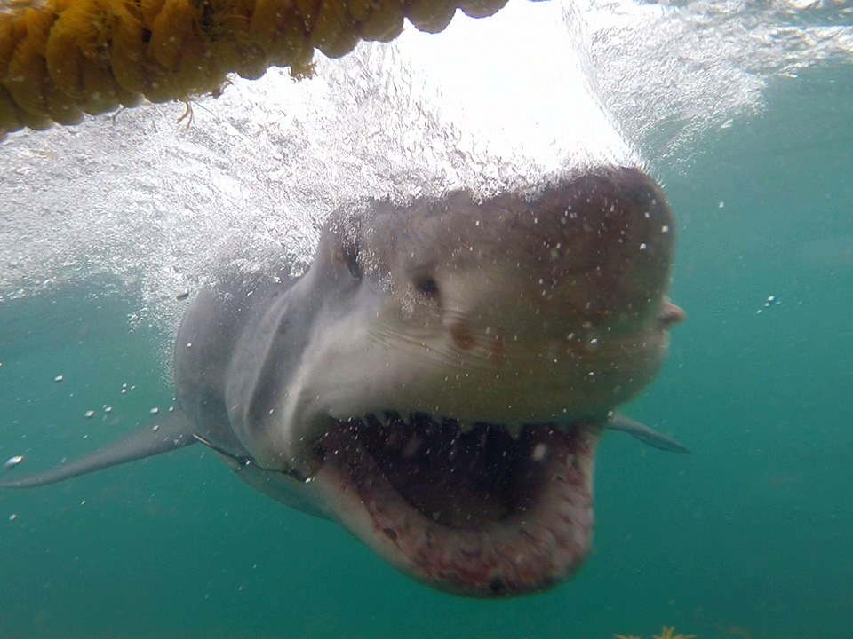 Great white shark pulled from nets off Bondi beach, Sharks