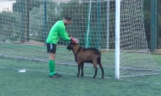 goat-disrupts-football-match-in-crete-video-football-the-guardian