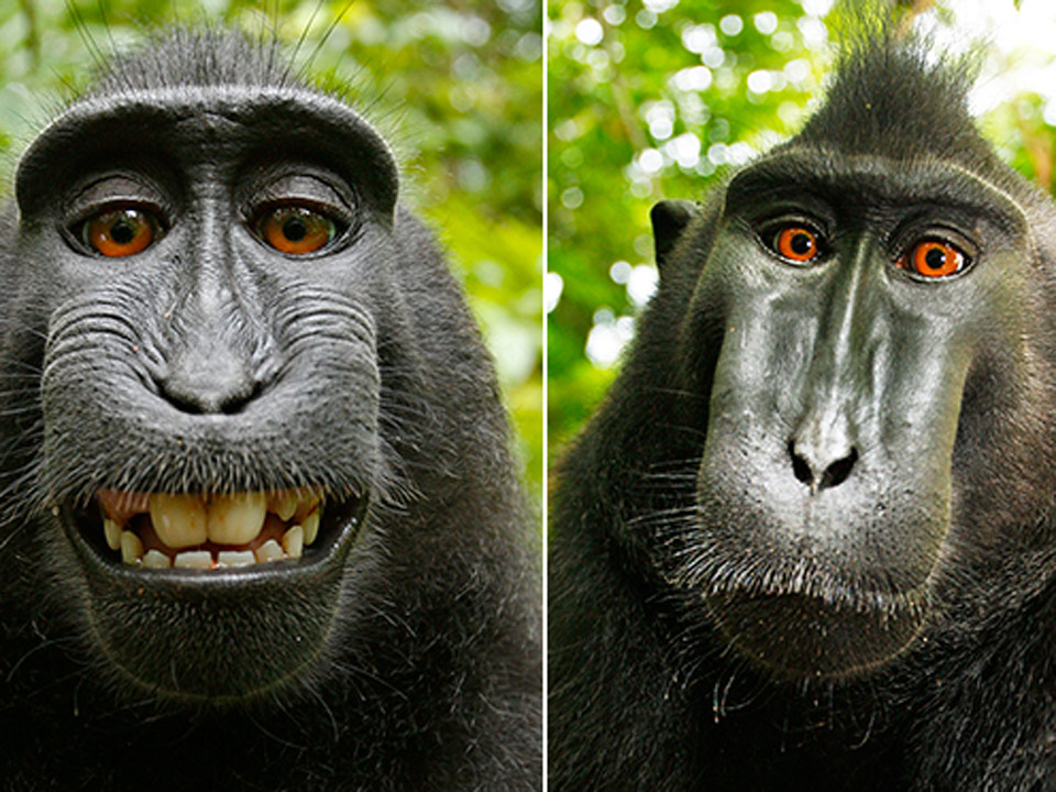 QUIRKY WORLD  There's no monkey business in taking a selfie