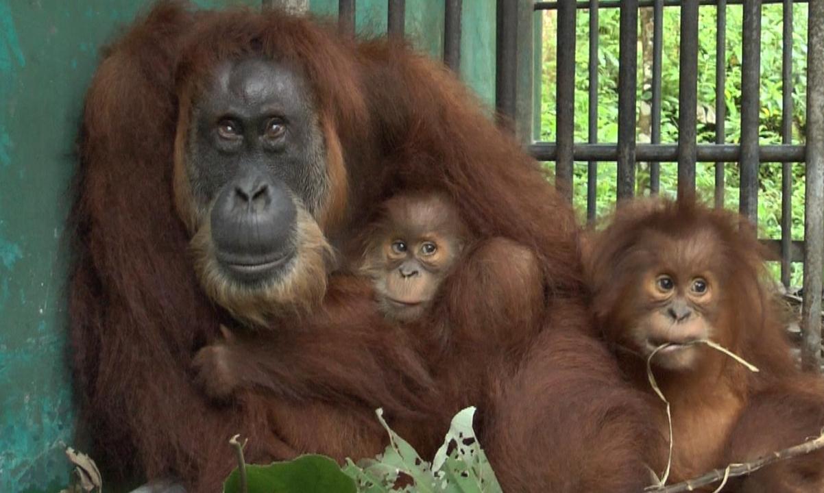 Blind orangutan released into the wild in Indonesia after sight restored |  Wildlife | The Guardian