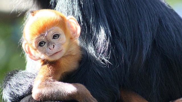 Chiroyli oriq qoramagiz porno Salqin odamda kaltaklash