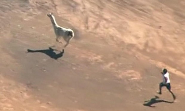 USDA herding internet's celebrity llamas out of the spotlight, owners say