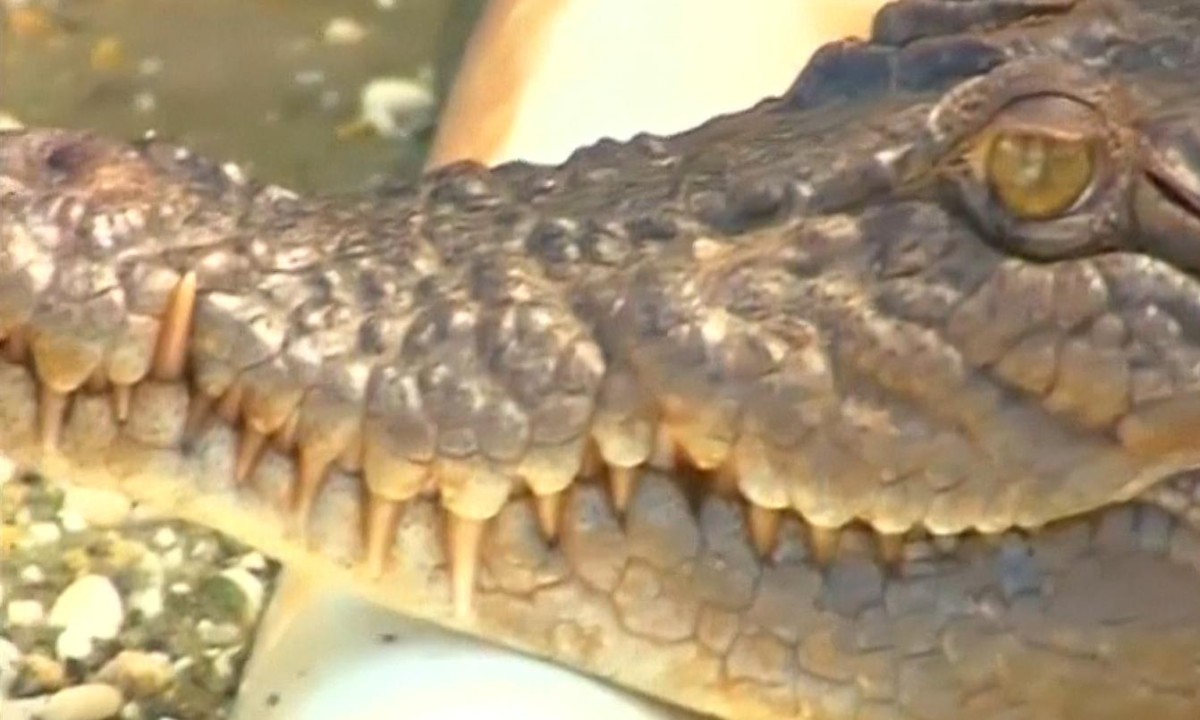 Out of control': saltwater crocodile attacks terrorise Solomon Islands, Crocodiles