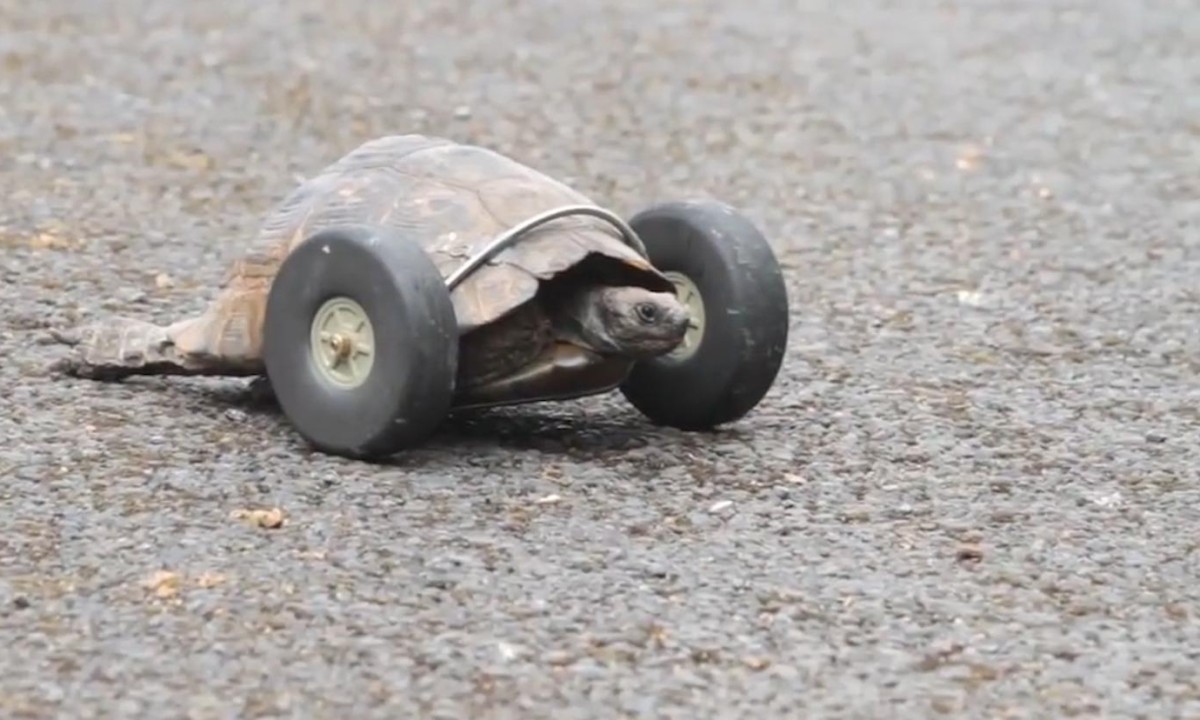Ninety-year-old tortoise gets wheels for legs after rat attack - video