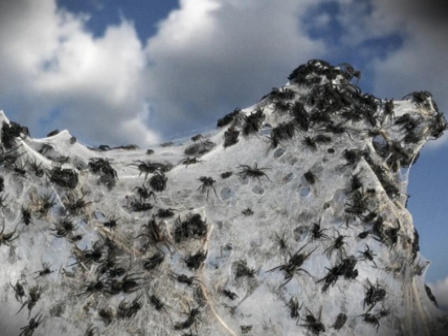 World's widest web? Flood-hit spiders find higher ground, Spiders