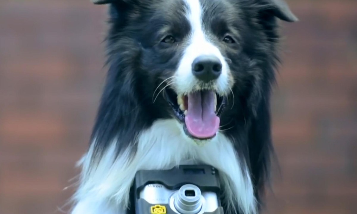 Dog-eyed view: the camera that takes a photo whenever your dog gets excited - video