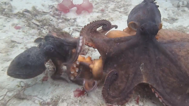 I, for one, welcome our new cephalopod overlords ... but what are they? |  Science | The Guardian