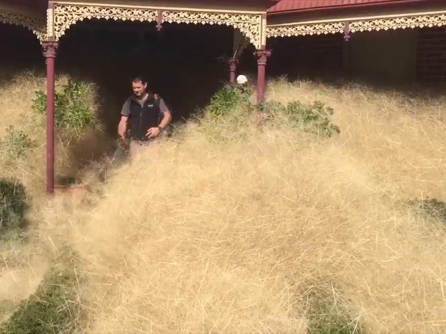 Attack of the giant tumbleweed: California town swamped in invasion, California