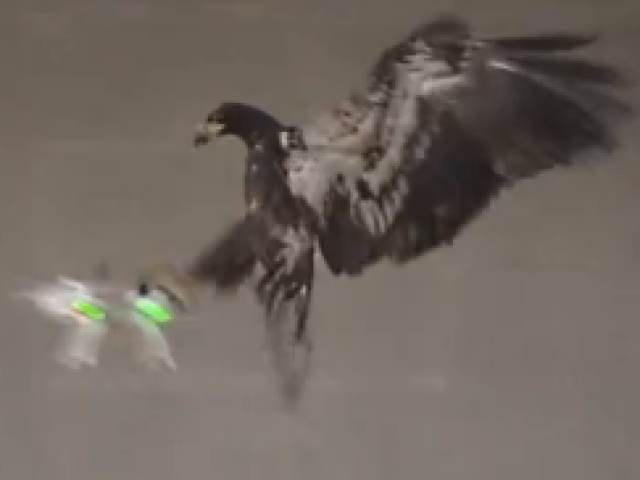 Bird takes top down drone