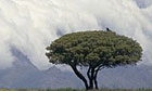 Africa tree