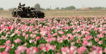 A British patrol passes opium poppies in the Helmand province of southern Afghanistan