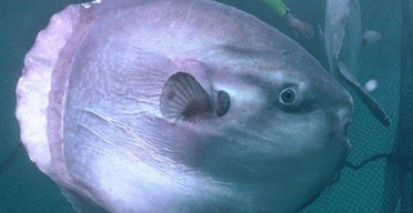 A diver swims with a sunfish