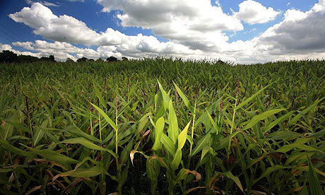 Maize field 