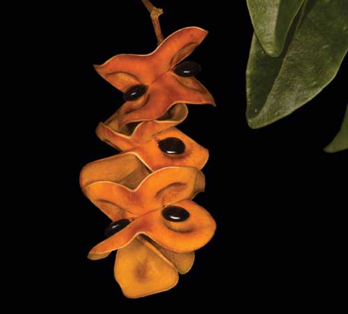 Flower of Pararchidendron pruinosum or snow wood