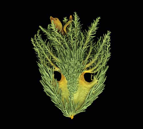 Fruit of Calotis breviradiata or short-rayed burr daisy