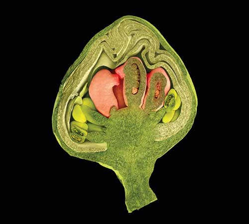 Flower bud of Drimys winteri or Winters bark tree