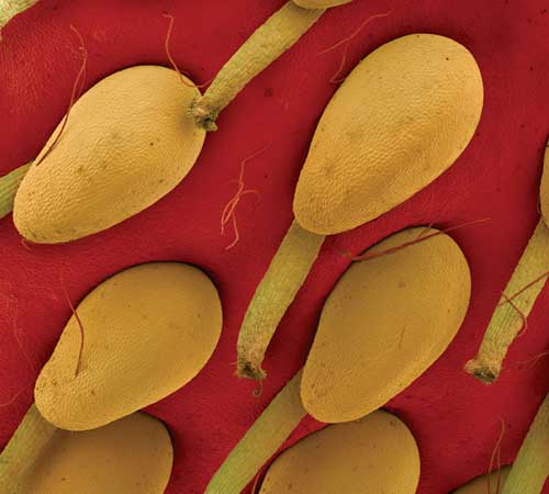 Detail of surface of garden strawberry