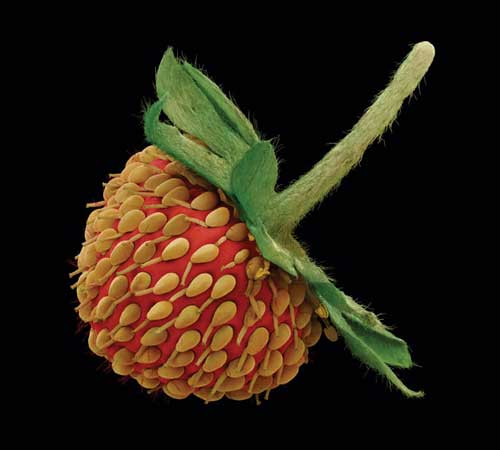 Garden strawberry