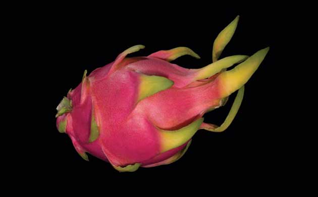 Hylocereus undatus: dragon fruit or pitahaya