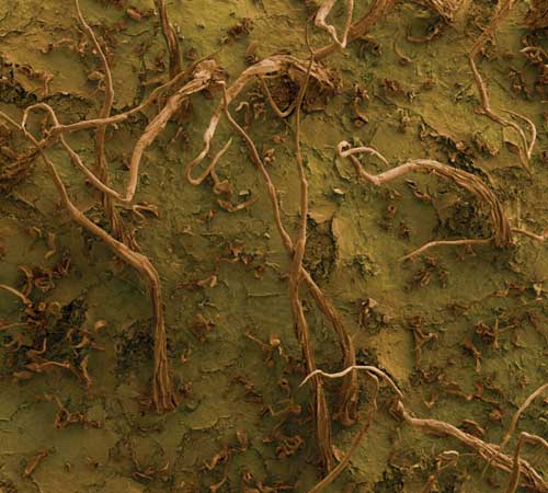 Surface of Actinidia deliciosa  kiwi fruit