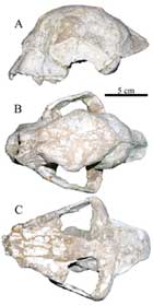Fossilised cheetah skull