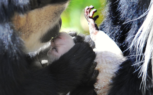 http://static.guim.co.uk/sys-images/Guardian/Pix/pictures/2009/10/1/1254415824560/Black-and-White-Colobus-M-005.jpg