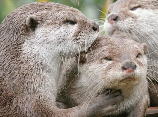 http://static.guim.co.uk/sys-images/Guardian/Pix/pictures/2009/10/15/1255626143324/Asian-Small-Clawed-Otters-004.jpg