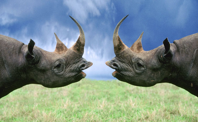 http://static.guim.co.uk/sys-images/Guardian/Pix/pictures/2009/10/21/1256127719849/Black-Rhino-004.jpg