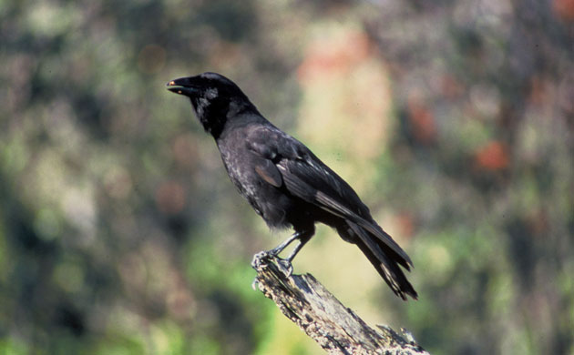 http://static.guim.co.uk/sys-images/Guardian/Pix/pictures/2009/10/21/1256127722377/Hawaiian-Crow-006.jpg