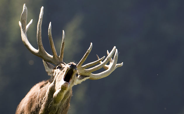 http://static.guim.co.uk/sys-images/Guardian/Pix/pictures/2009/10/8/1255006539446/A-rutting-stag-bellows-in-003.jpg