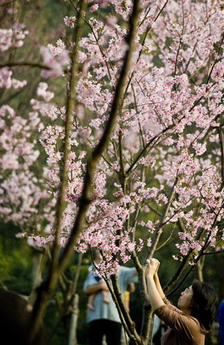 Taiwan flower festival: Taiwan cherry blossom