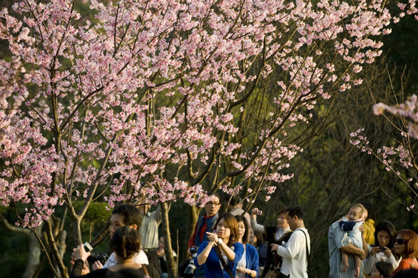 Taiwan flower festival: Taiwan cherry blossom