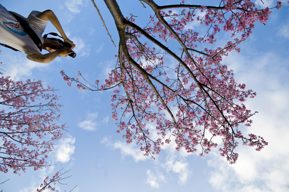 Taiwan flower festival: Taiwan cherry blossom