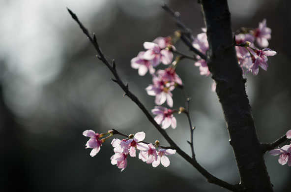 Taiwan flower festival: Taiwan cherry blossom