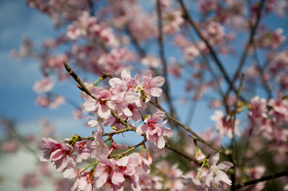 Taiwan flower festival: Taiwan cherry blossom
