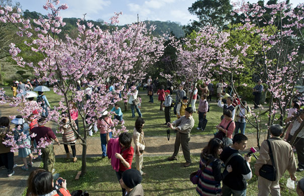 Taiwan flower festival: Taiwan cherry blossom